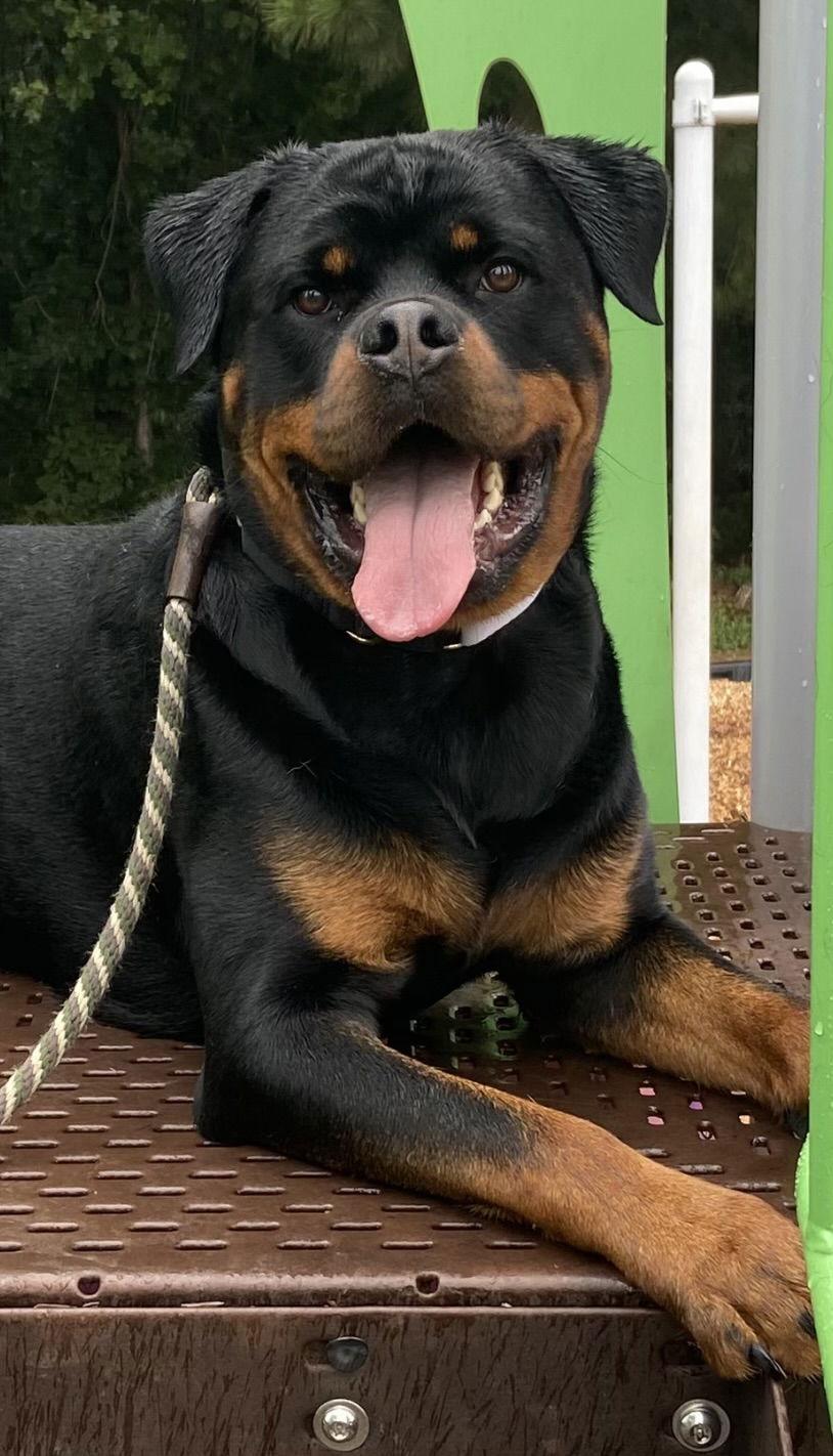 Enlarge Romeo, a Adopted Rottweiler in Mooresville, NC image 1/3