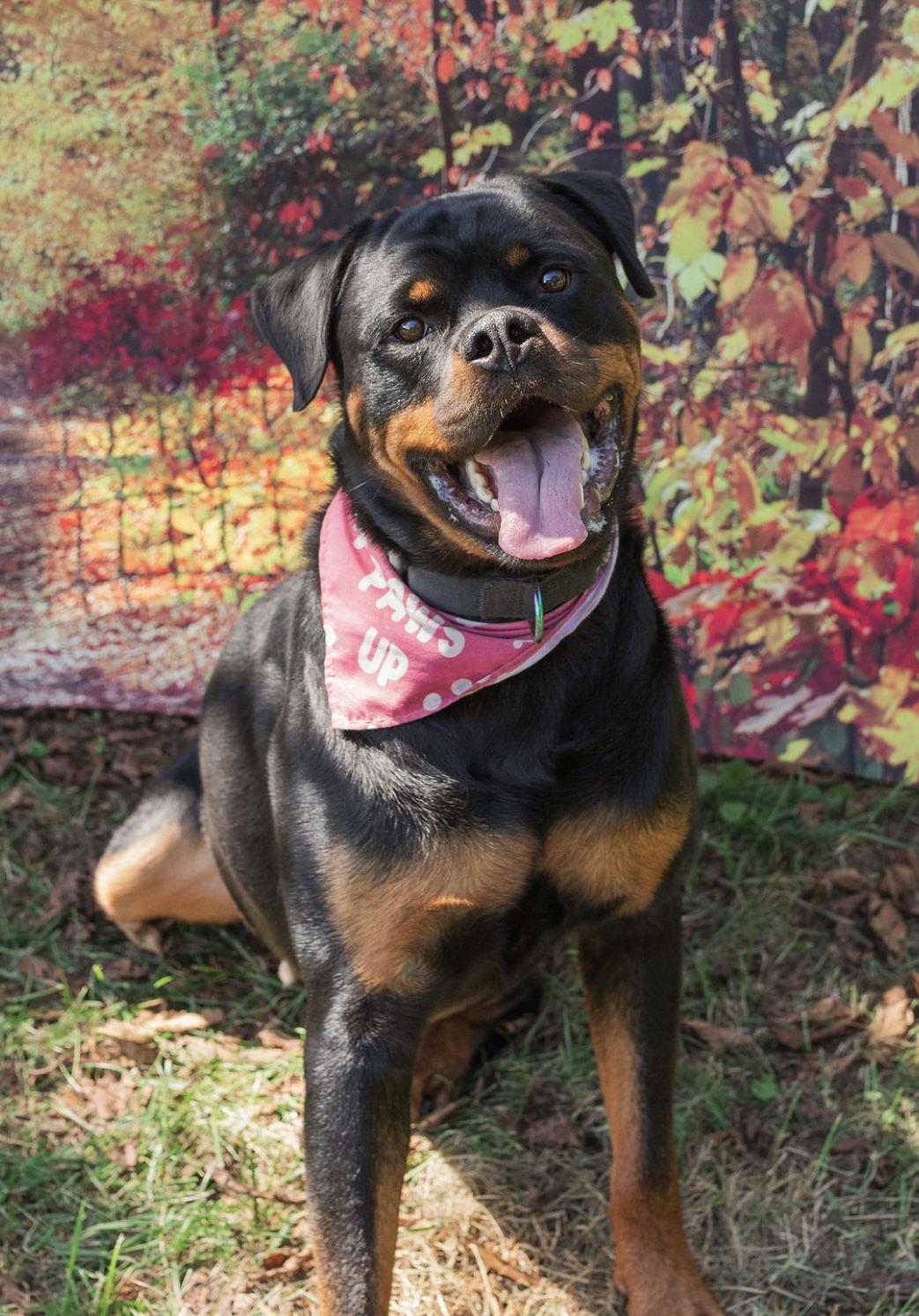 Romeo, a Adoptable Rottweiler in Mooresville, NC image 2/3