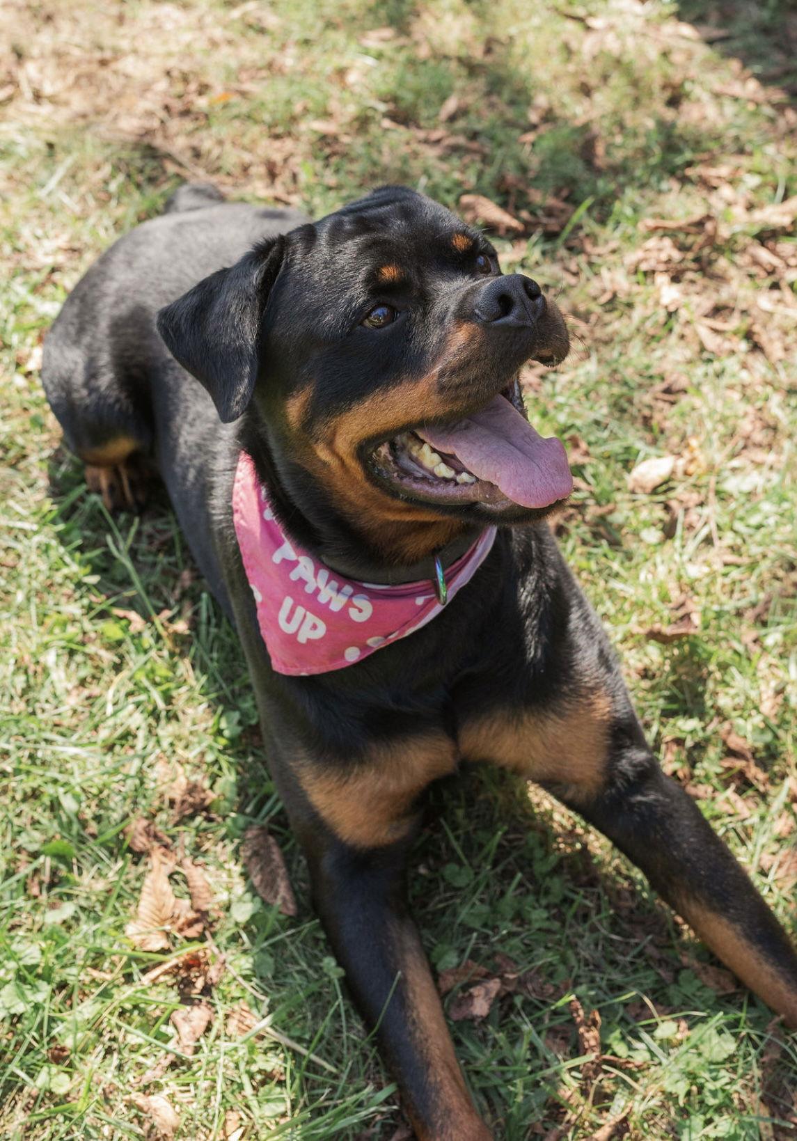 Romeo, a Adoptable Rottweiler in Mooresville, NC image 2/3
