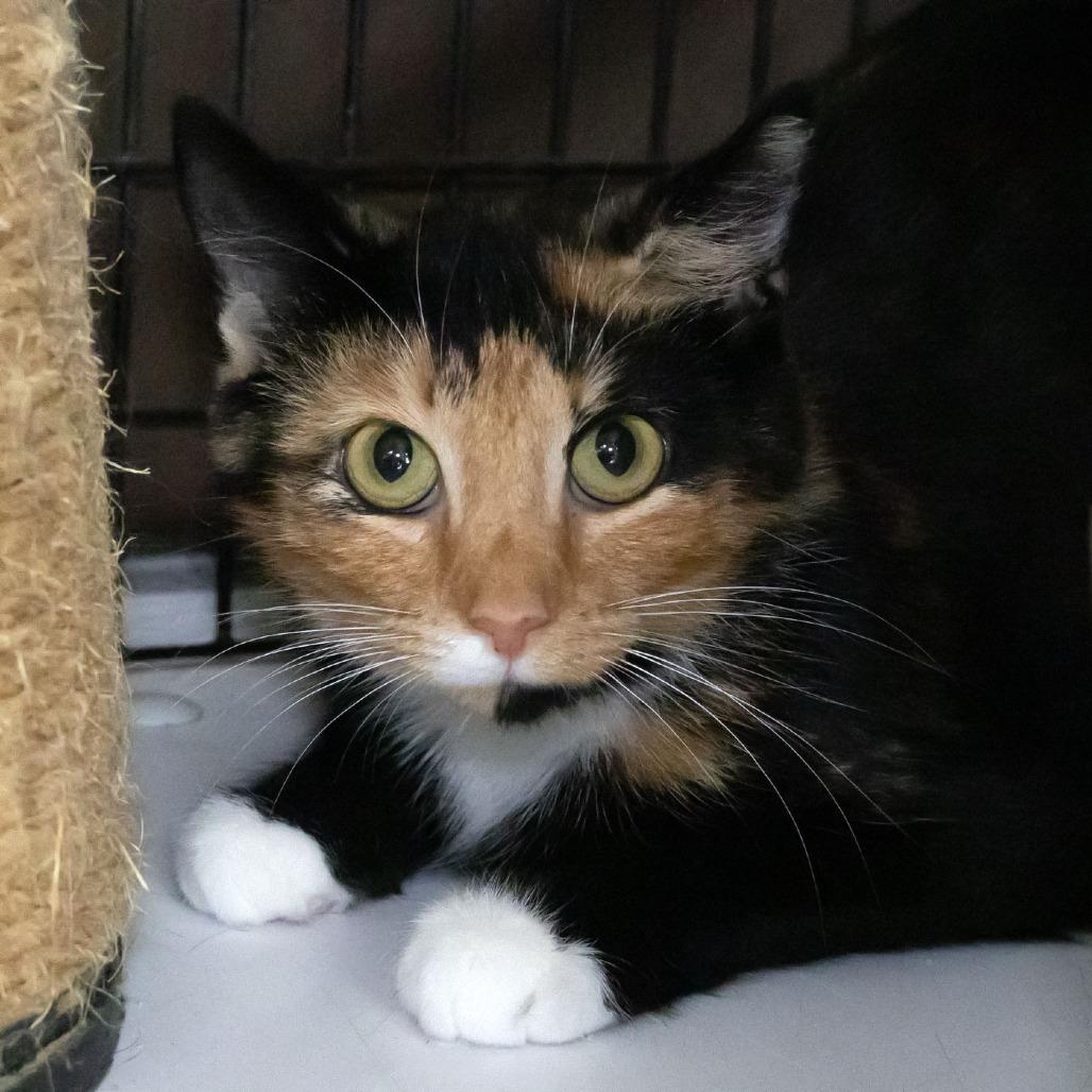 Niagara, Adoptable, Young Female Domestic Short Hair.
