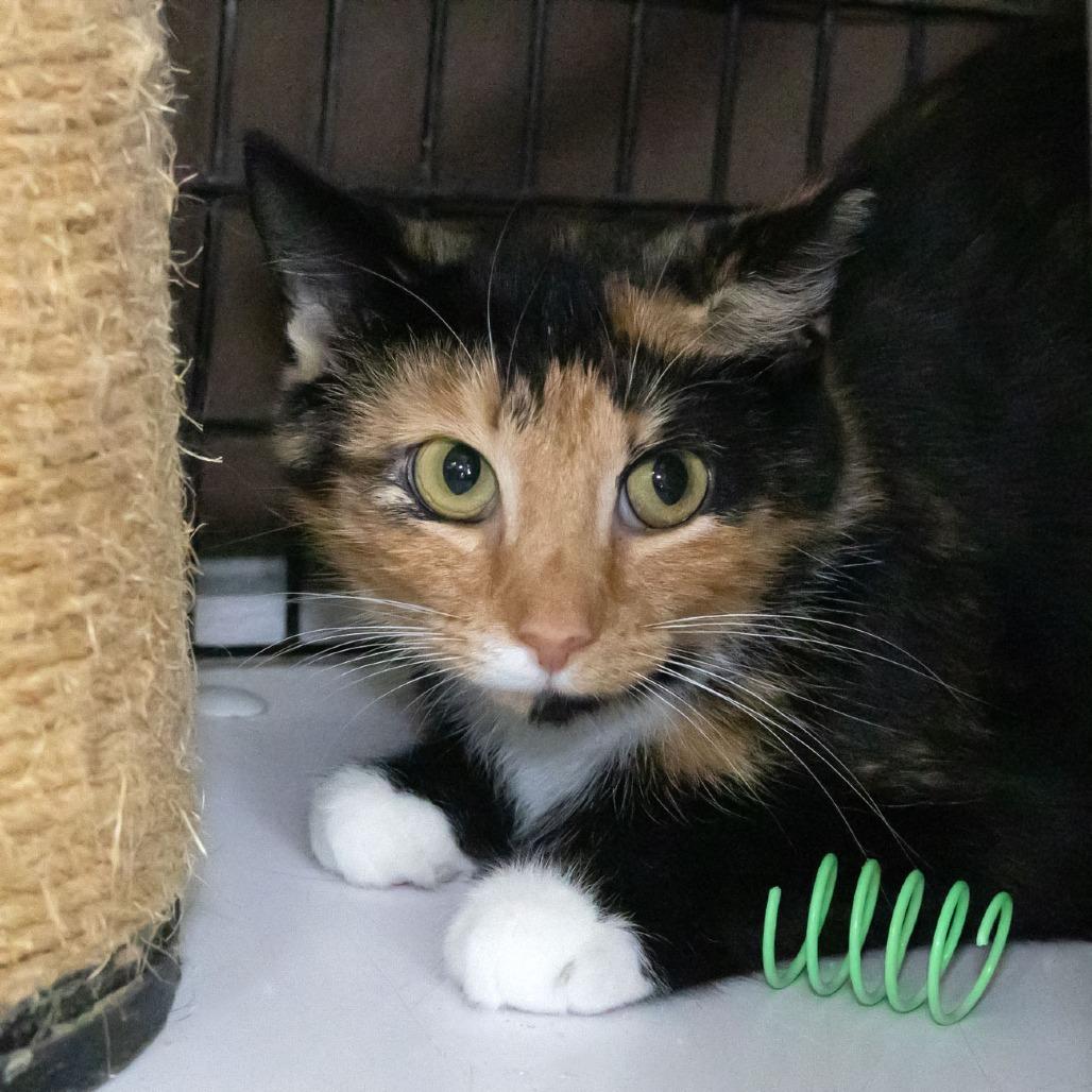 Enlarge Niagara, a Adoptable Domestic Short Hair in McKean, PA image 2/2