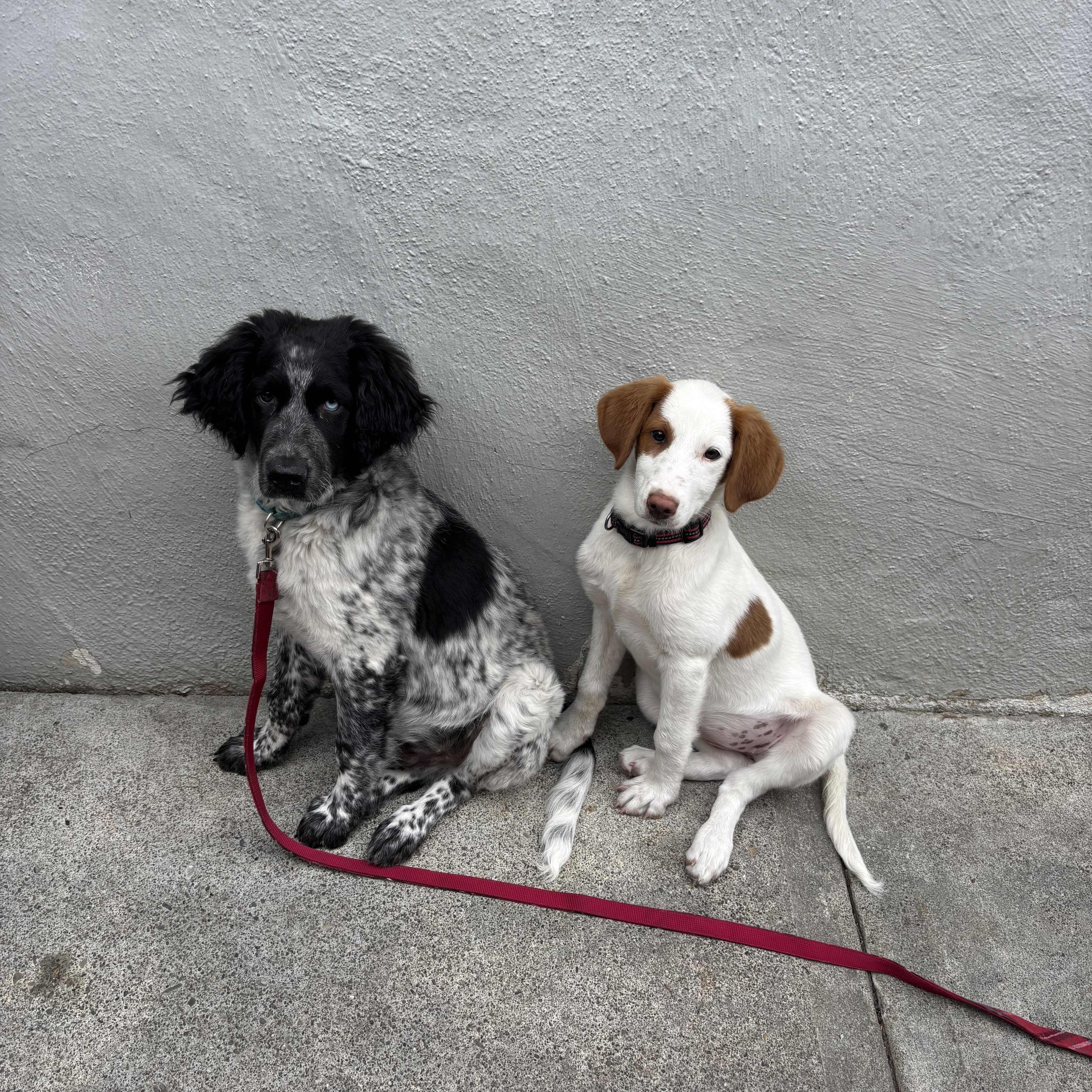 Enlarge James , an adopted English Setter in Hayward, CA image 5/5