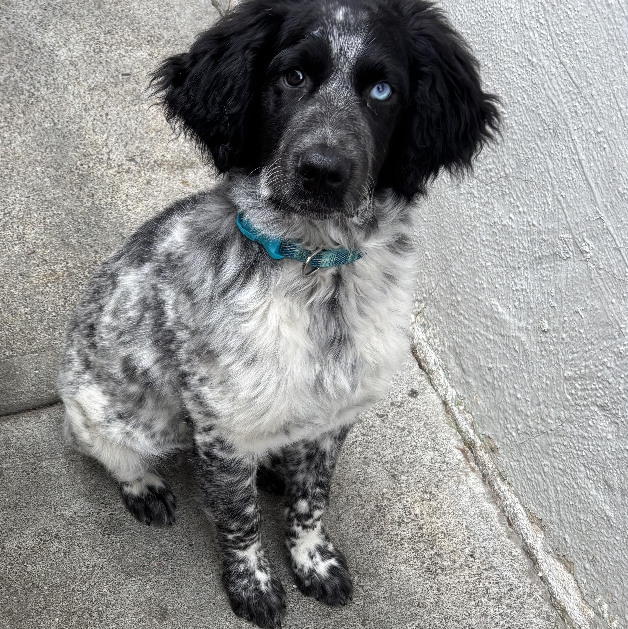 Enlarge James , an adopted English Setter in Hayward, CA image 1/5
