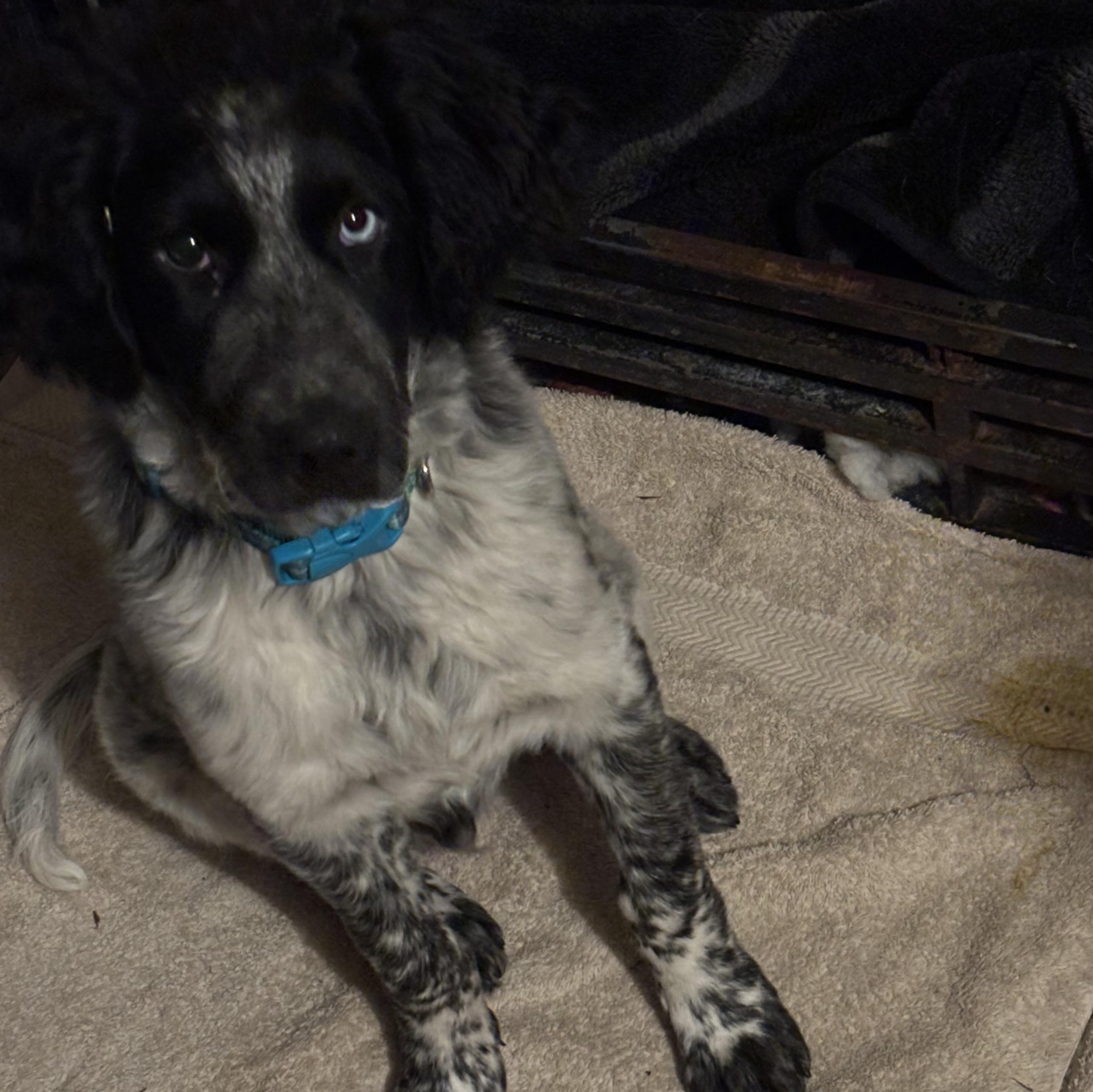 Enlarge James , an adopted English Setter in Hayward, CA image 4/5