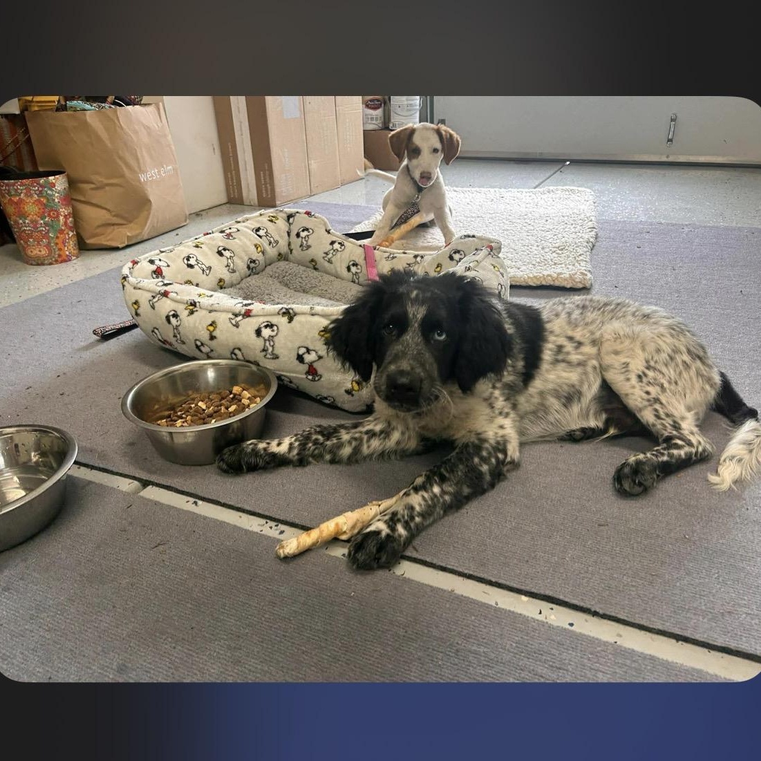 Enlarge James , an adopted English Setter in Hayward, CA image 2/5