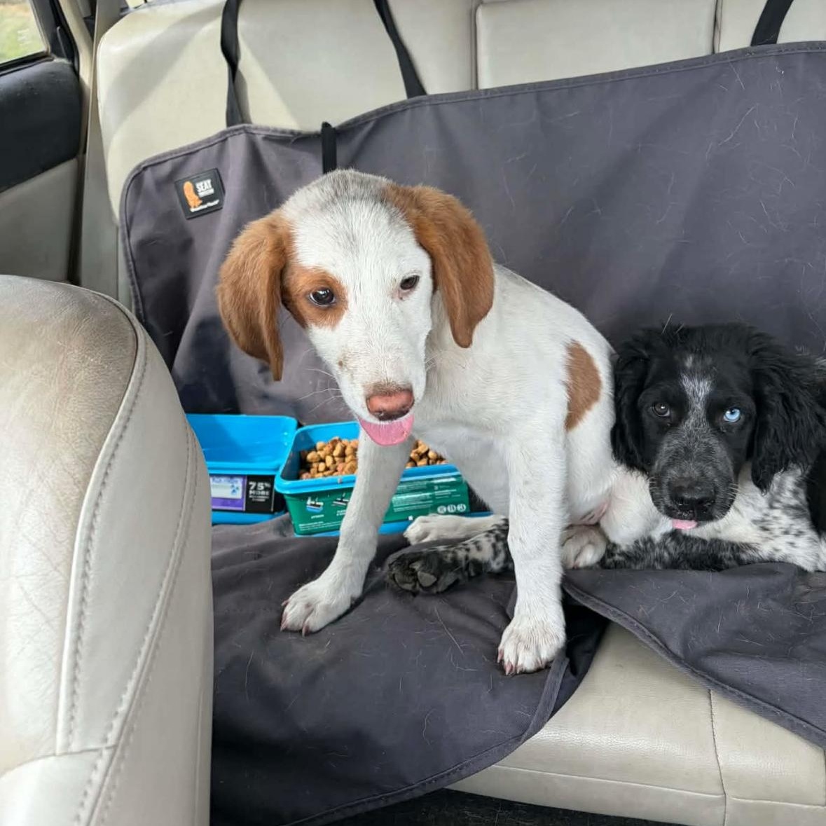 Enlarge James , an adopted English Setter in Hayward, CA image 3/5