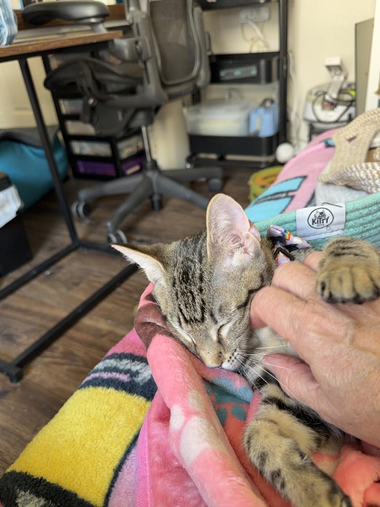 Sweet Pea, Adoptable, Kitten Female Domestic Short Hair.