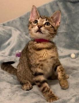 Sweet Pea, Adoptable, Kitten Female Domestic Short Hair.