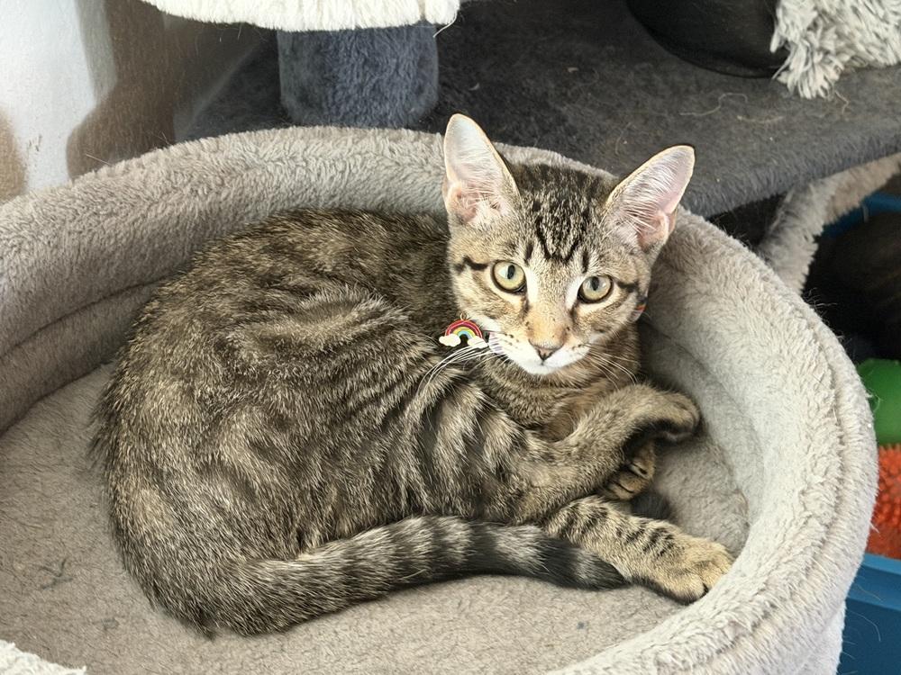 Enlarge Sweet Pea, a Adoptable mixed breed in Richardson, TX image 3/6