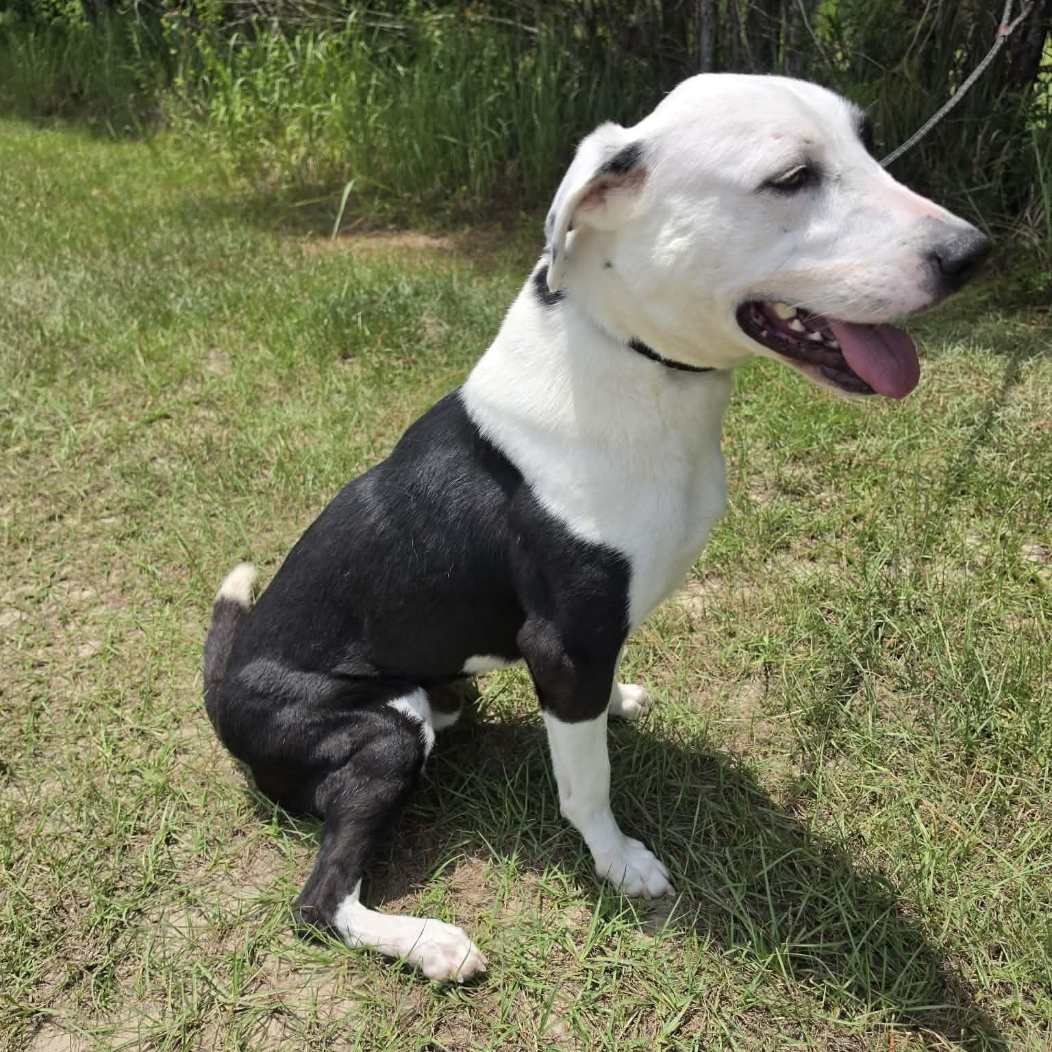 Enlarge Finn, an adopted mixed breed in Wanaque, NJ image 2/5