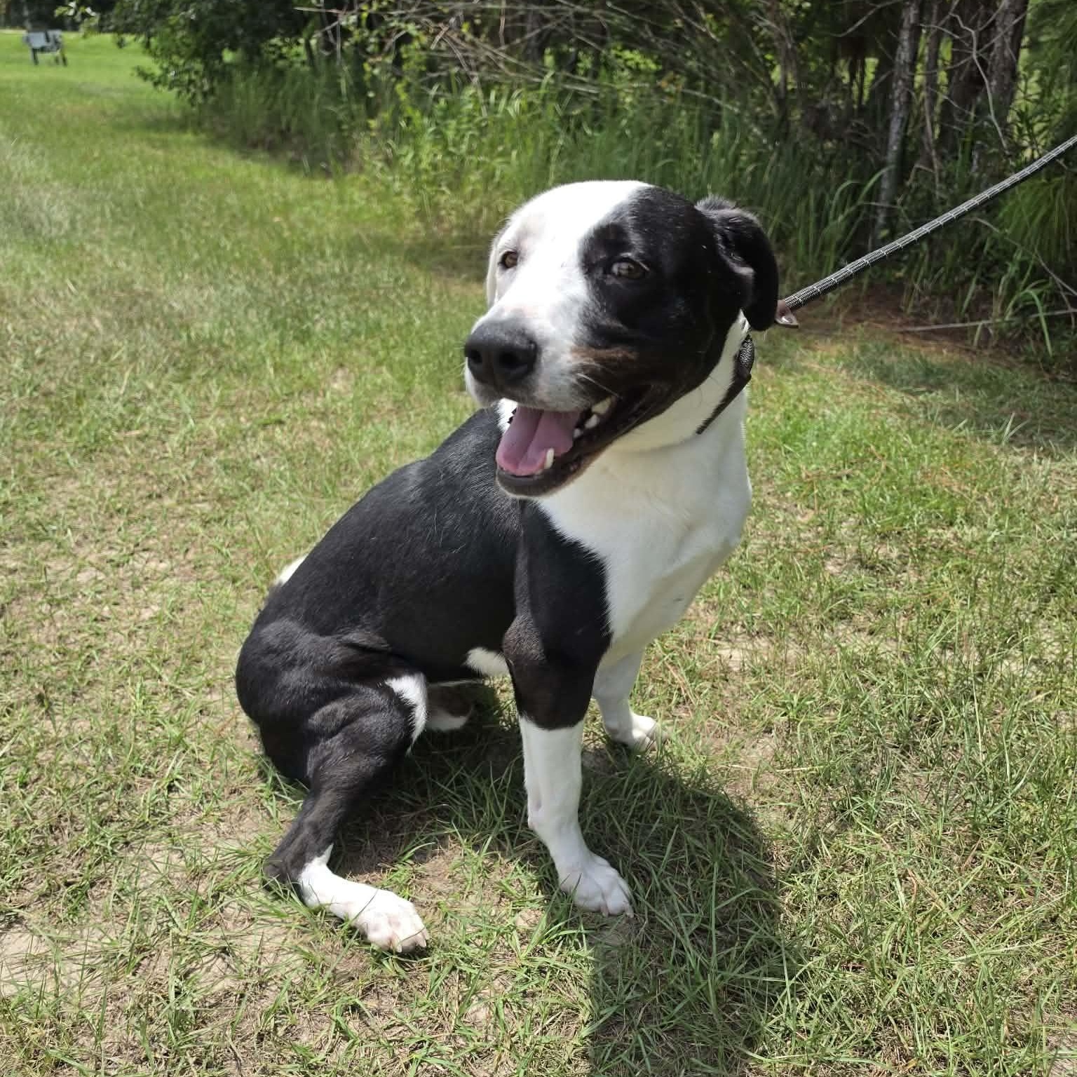 Finn, adopted, Young Male Labrador Retriever & Border Collie.