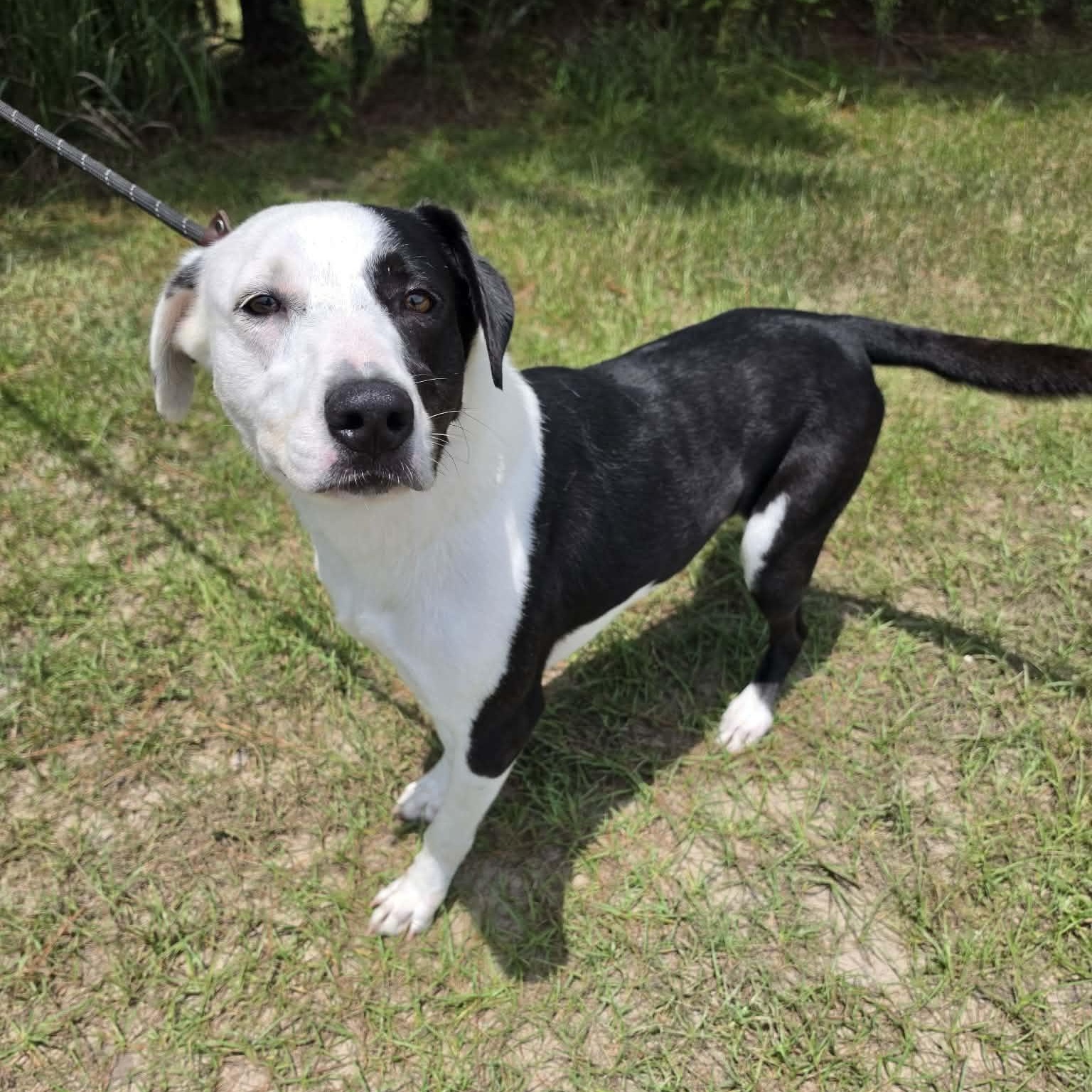 Enlarge Finn, an adopted mixed breed in Wanaque, NJ image 5/5
