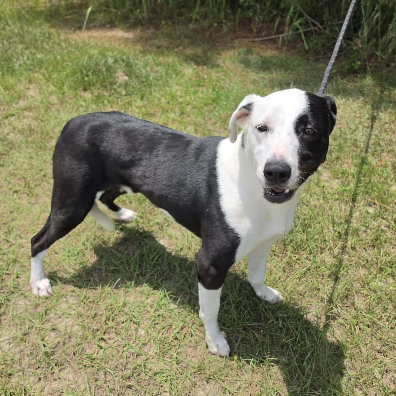 Enlarge Finn, an adopted mixed breed in Wanaque, NJ image 3/5