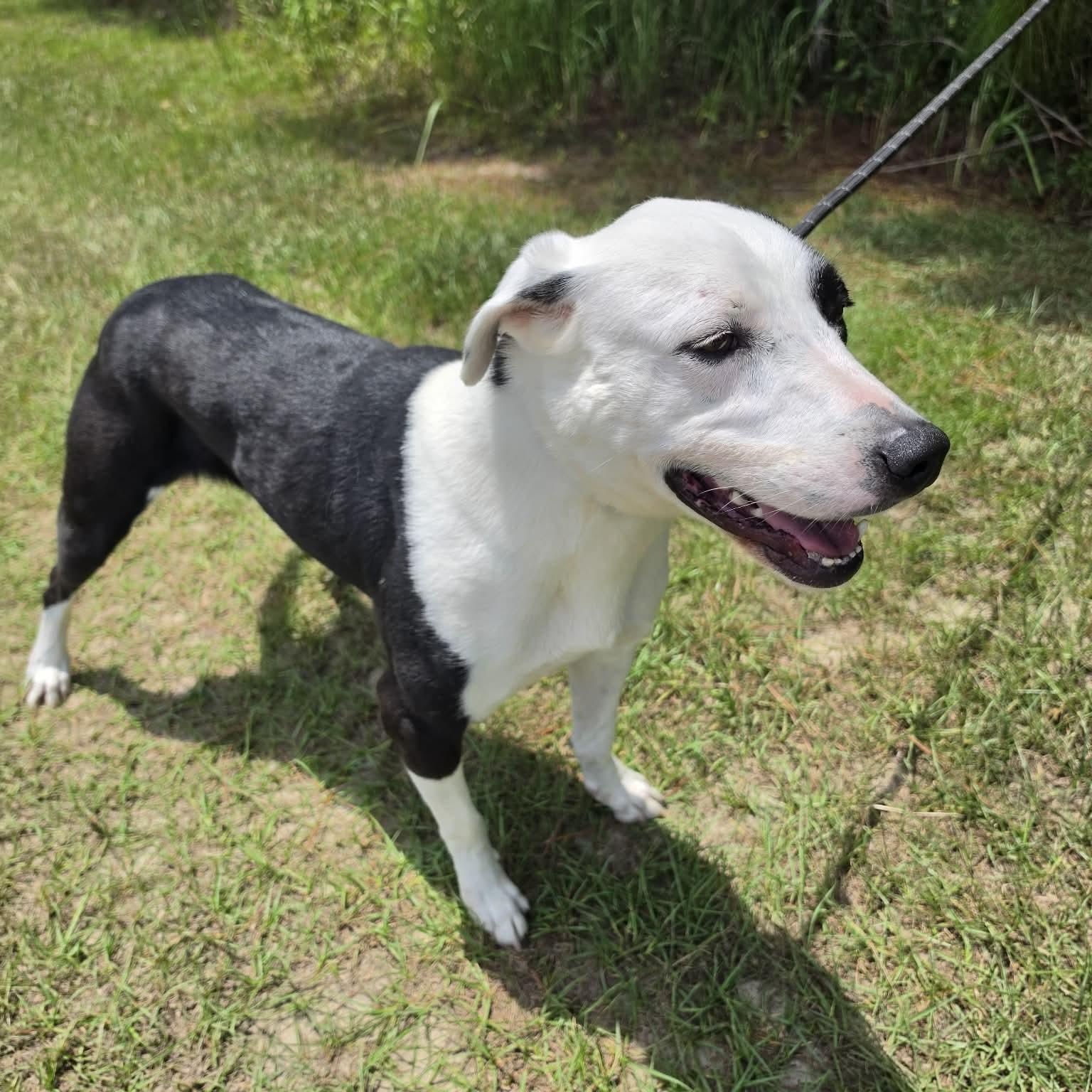 Enlarge Finn, an adopted mixed breed in Wanaque, NJ image 4/5