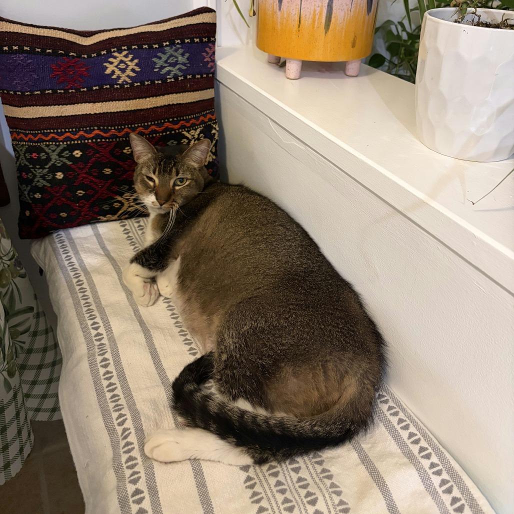 Bebek, Adoptable, Adult Female Domestic Short Hair.