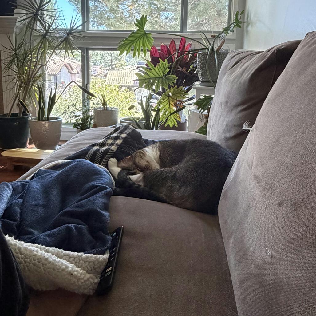 Enlarge Bebek, a Adoptable Domestic Short Hair in Los Angeles, CA image 2/3