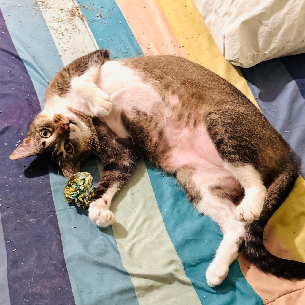 Bebek, a Adoptable Domestic Short Hair in Los Angeles, CA image 3/6