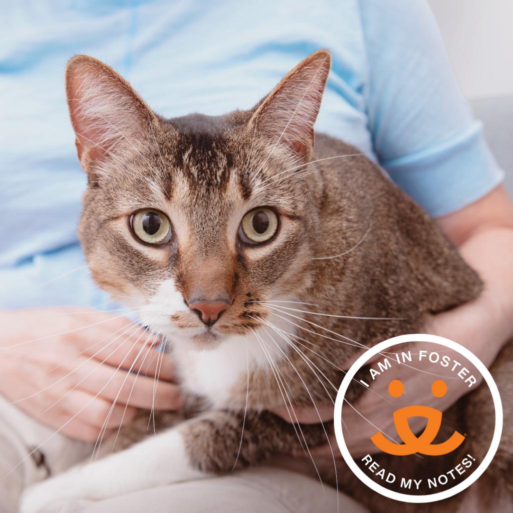 Enlarge Bebek, a Adoptable Domestic Short Hair in Los Angeles, CA image 3/3