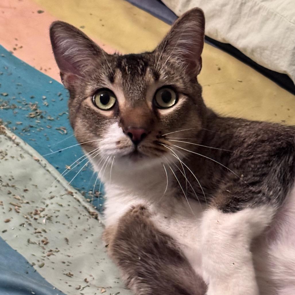 Bebek, a Adoptable Domestic Short Hair in Los Angeles, CA image 4/6
