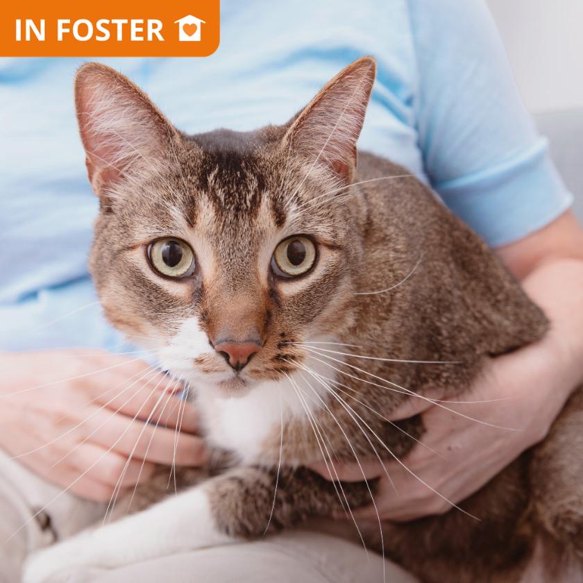 Bebek, a Adoptable Domestic Short Hair in Los Angeles, CA image 3/3