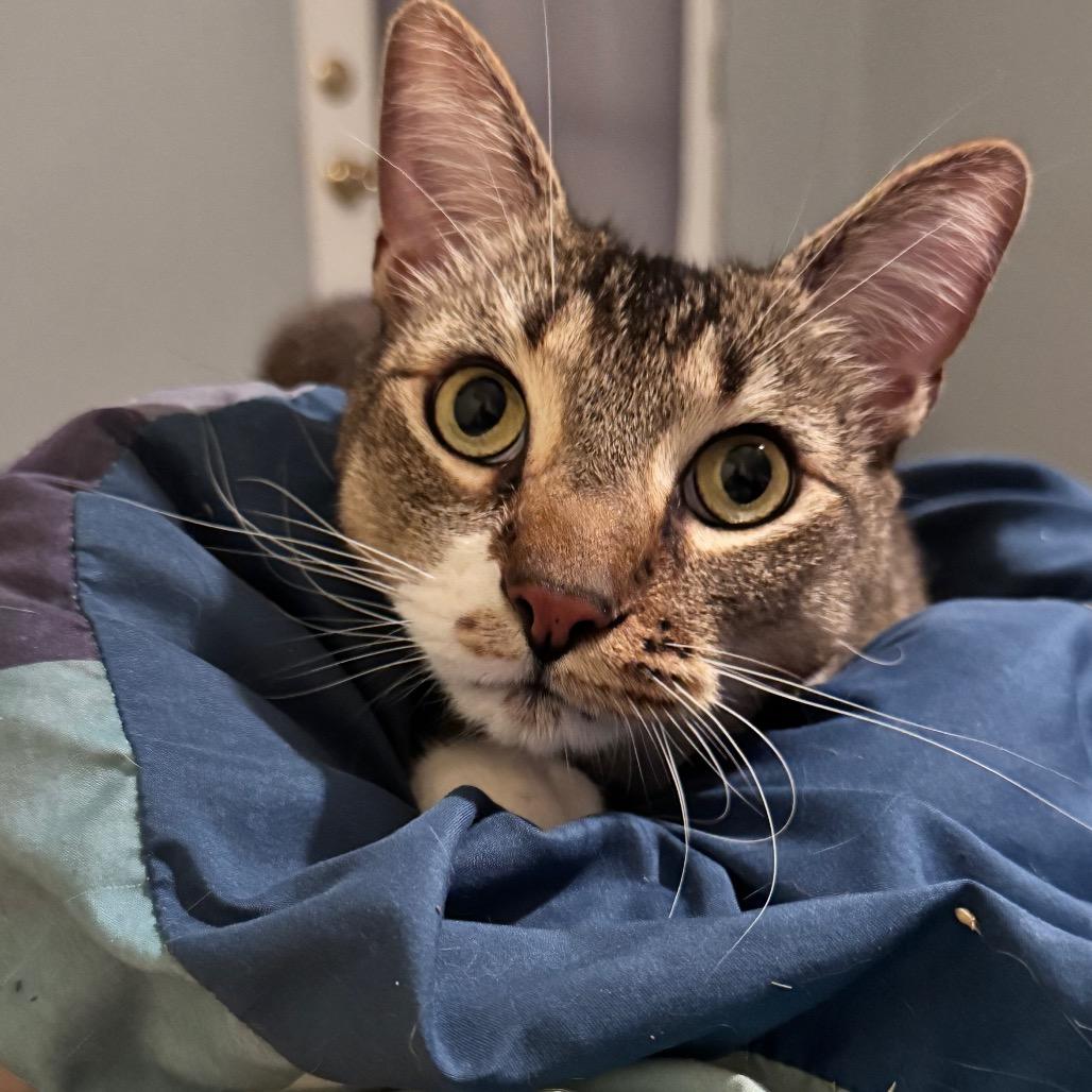 Bebek, a Adoptable Domestic Short Hair in Los Angeles, CA image 6/6