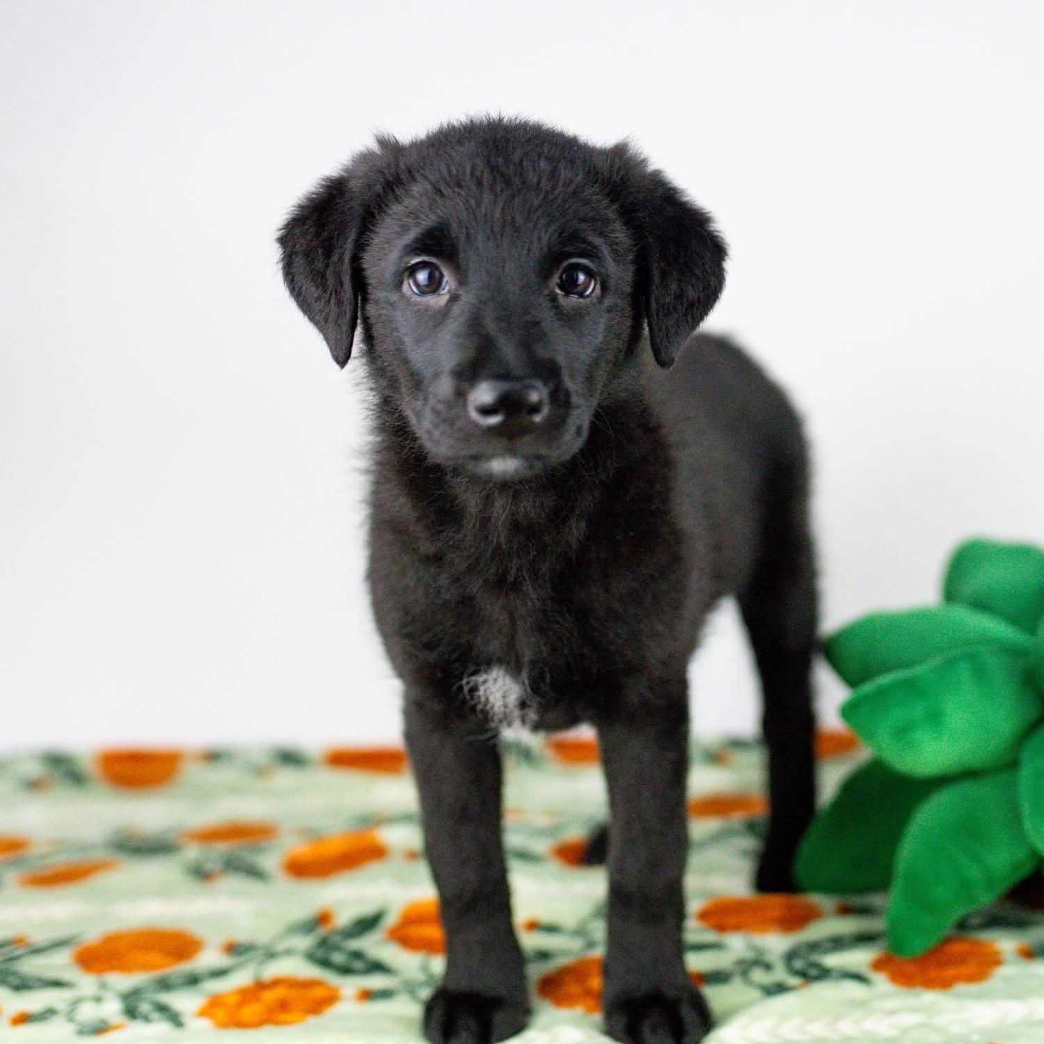 Enlarge Lobster Roll, a ADOPTABLE mixed breed in Smyrna, GA image 1/6