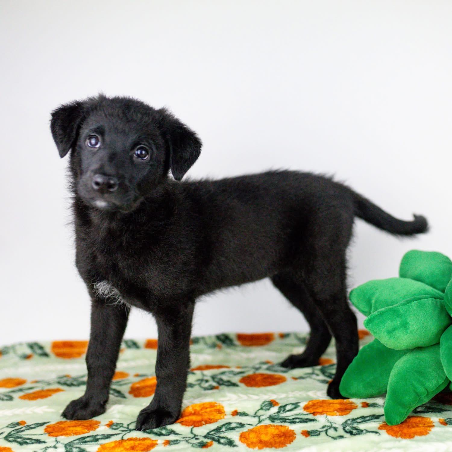 Enlarge Lobster Roll, a ADOPTABLE mixed breed in Smyrna, GA image 3/6