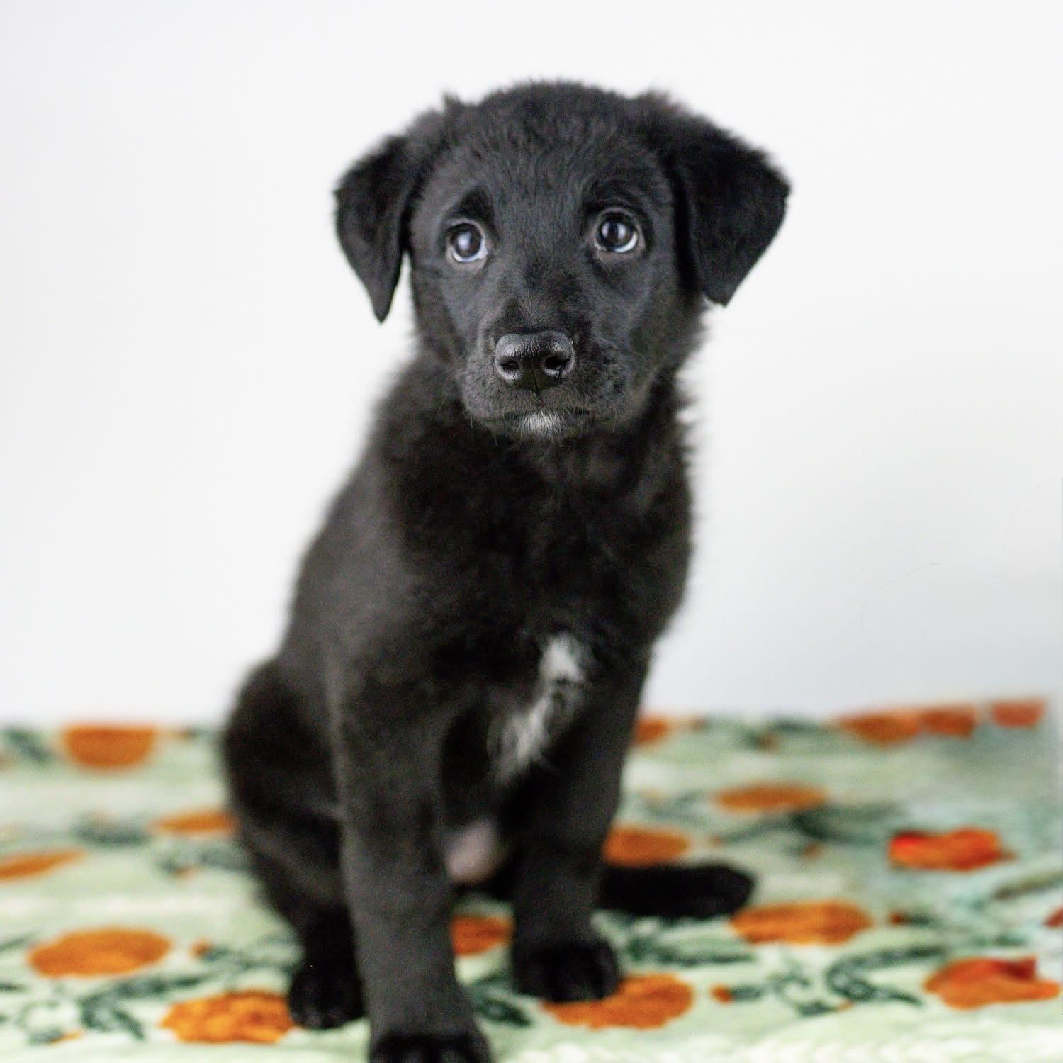 Enlarge Lobster Roll, a ADOPTABLE mixed breed in Smyrna, GA image 4/6
