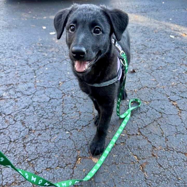 Enlarge Lobster Roll, a ADOPTABLE mixed breed in Smyrna, GA image 6/6