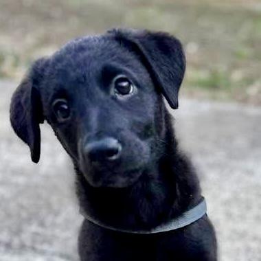 Enlarge Lobster Roll, a ADOPTABLE mixed breed in Smyrna, GA image 5/6