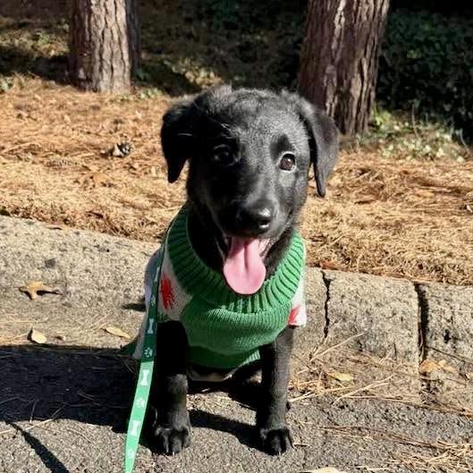 Enlarge Lobster Roll, a ADOPTABLE mixed breed in Smyrna, GA image 2/6