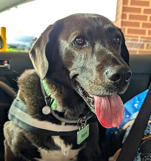 Angela, ADOPTABLE, Senior Female Black Labrador Retriever.