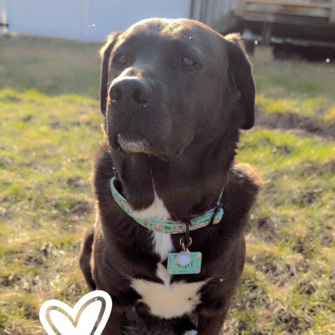 Angela, a ADOPTABLE mixed breed in Plainfield, IL image 2/5