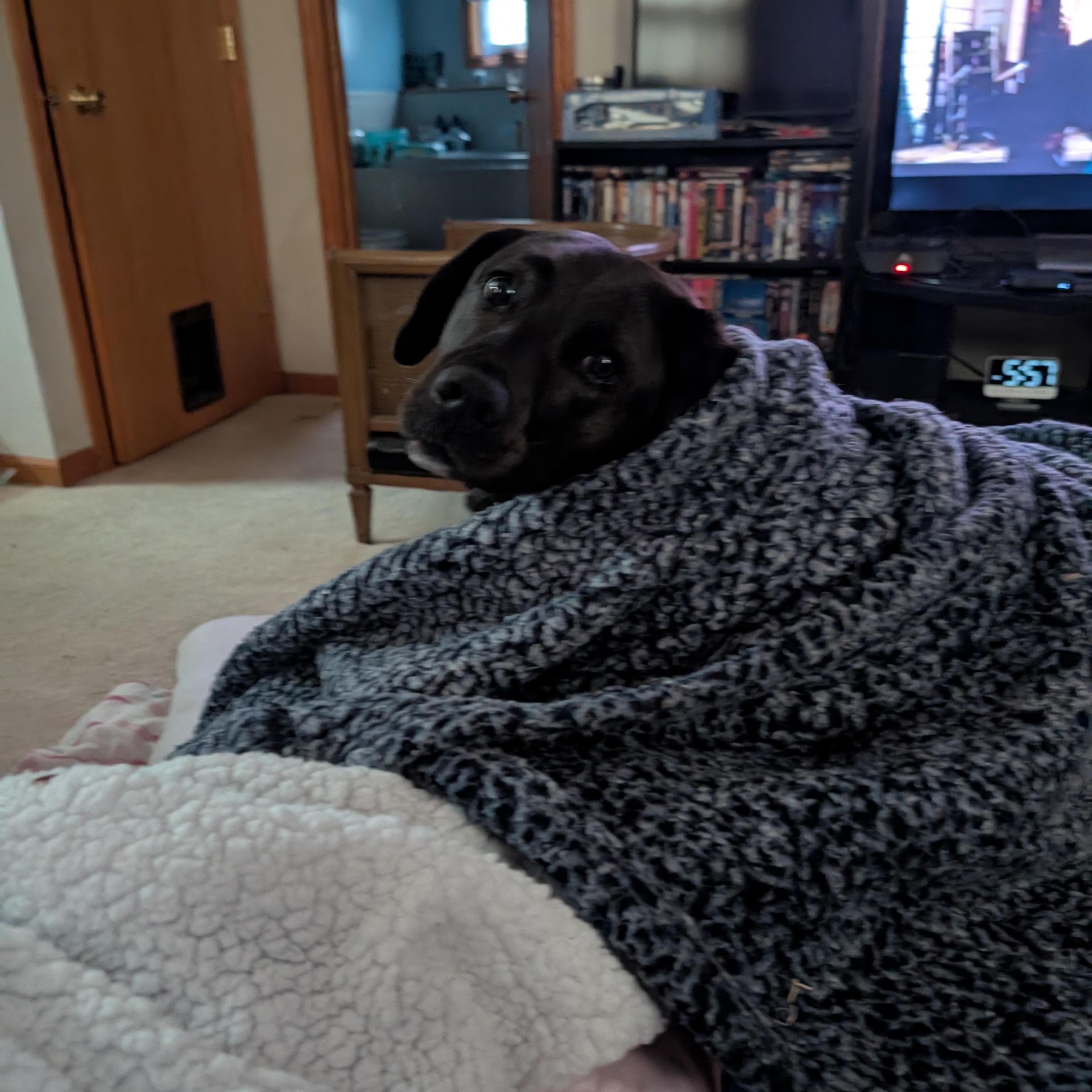 Angela, a ADOPTABLE mixed breed in Plainfield, IL image 5/5