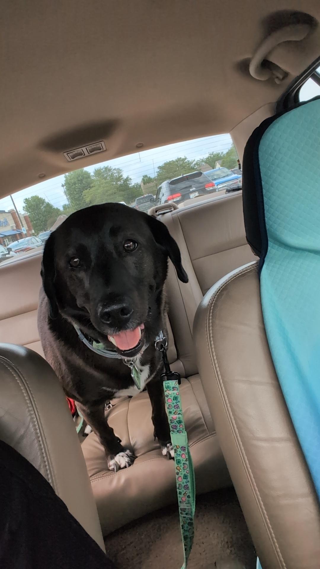 Angela, a ADOPTABLE mixed breed in Plainfield, IL image 3/5