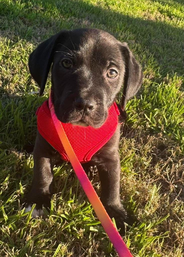 Bow, Adoptable, Puppy Male Cocker Spaniel.
