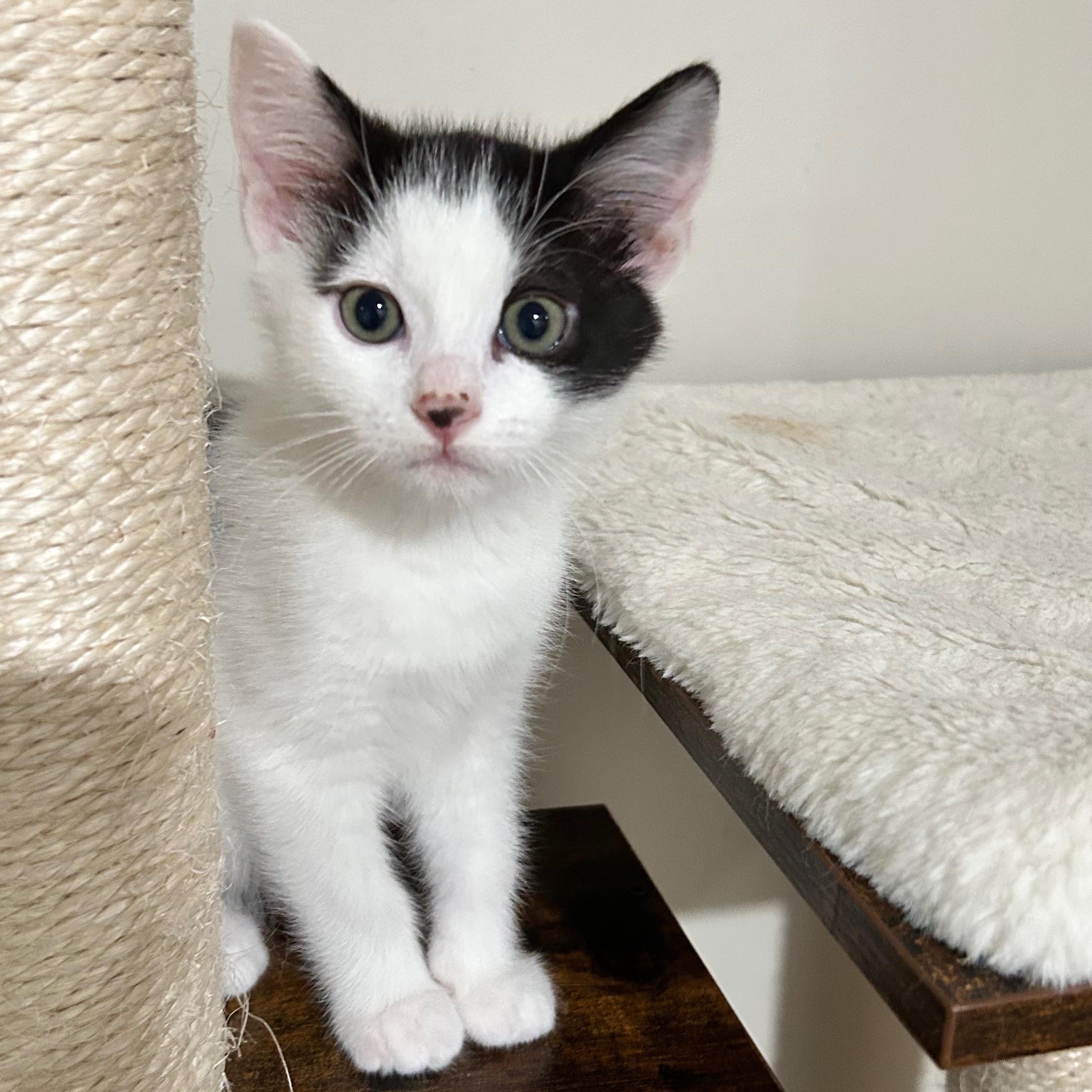 L'oreal - The Glam Group