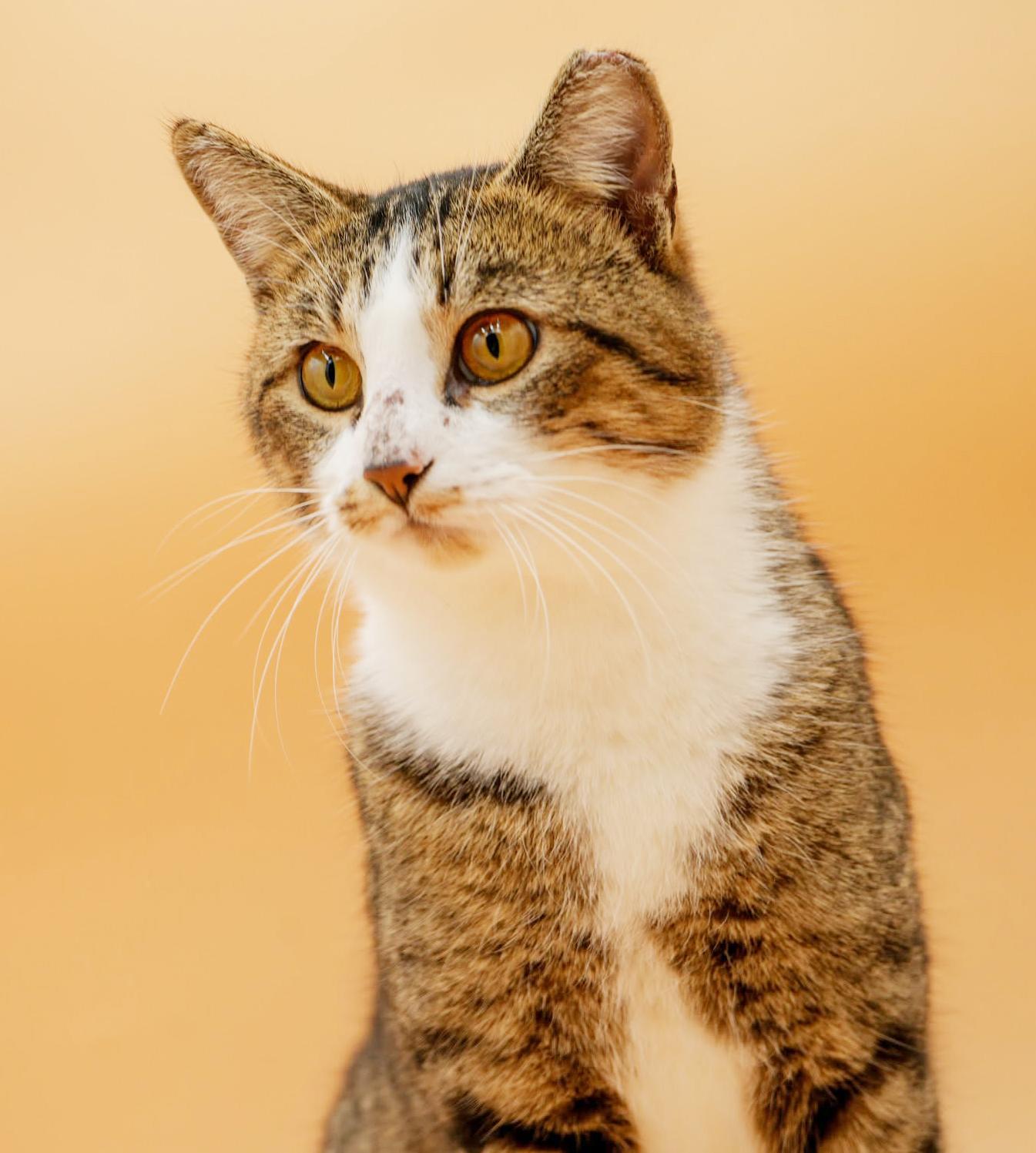 Enlarge Lennox!  What is not to love?!  Ultimate therapy lover!  ADORES DOGS - videos!!, a ADOPTABLE mixed breed in Bedford Hills, NY image 4/6