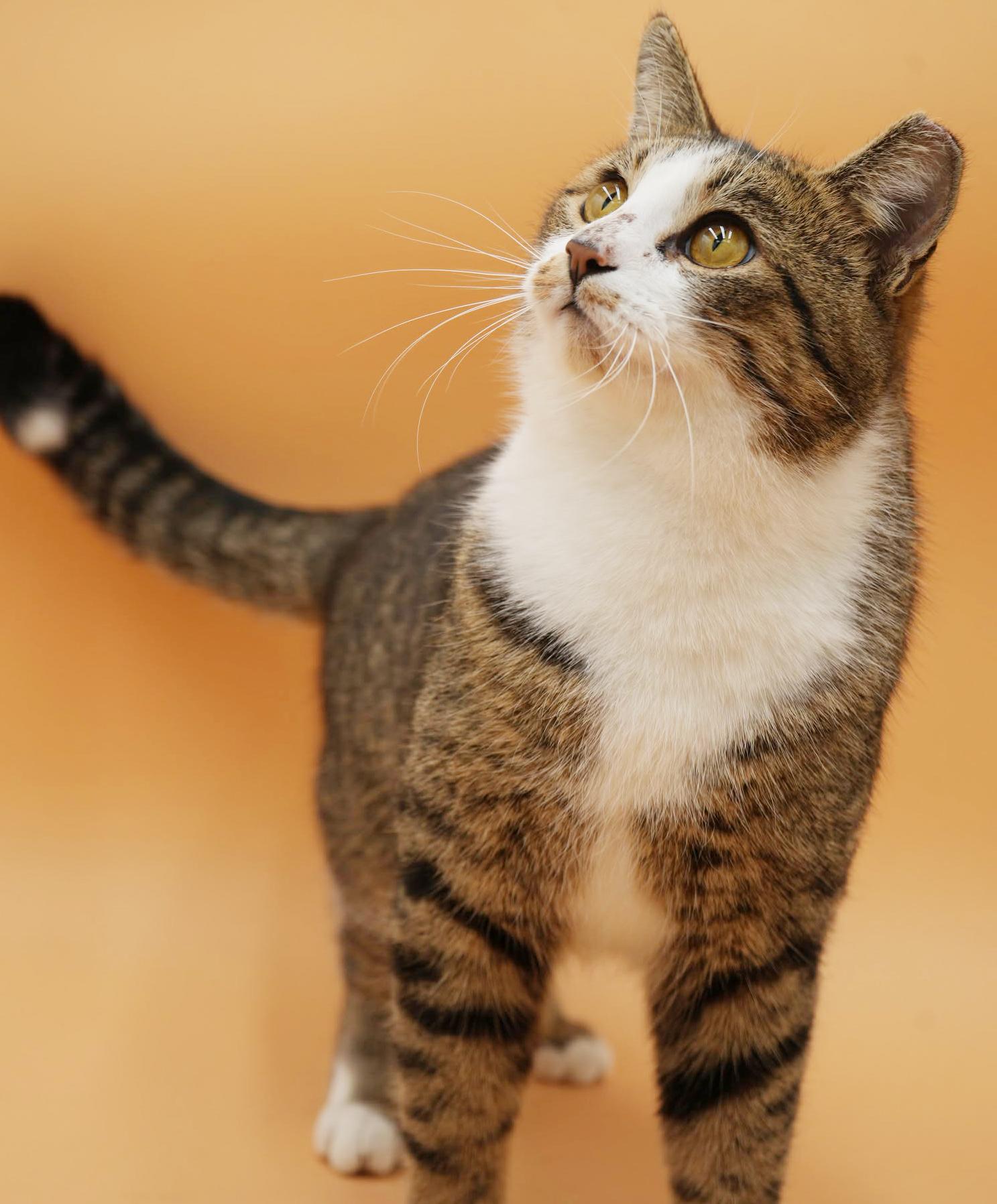 Enlarge Lennox!  What is not to love?!  Ultimate therapy lover!  ADORES DOGS - videos!!, a ADOPTABLE mixed breed in Bedford Hills, NY image 6/6