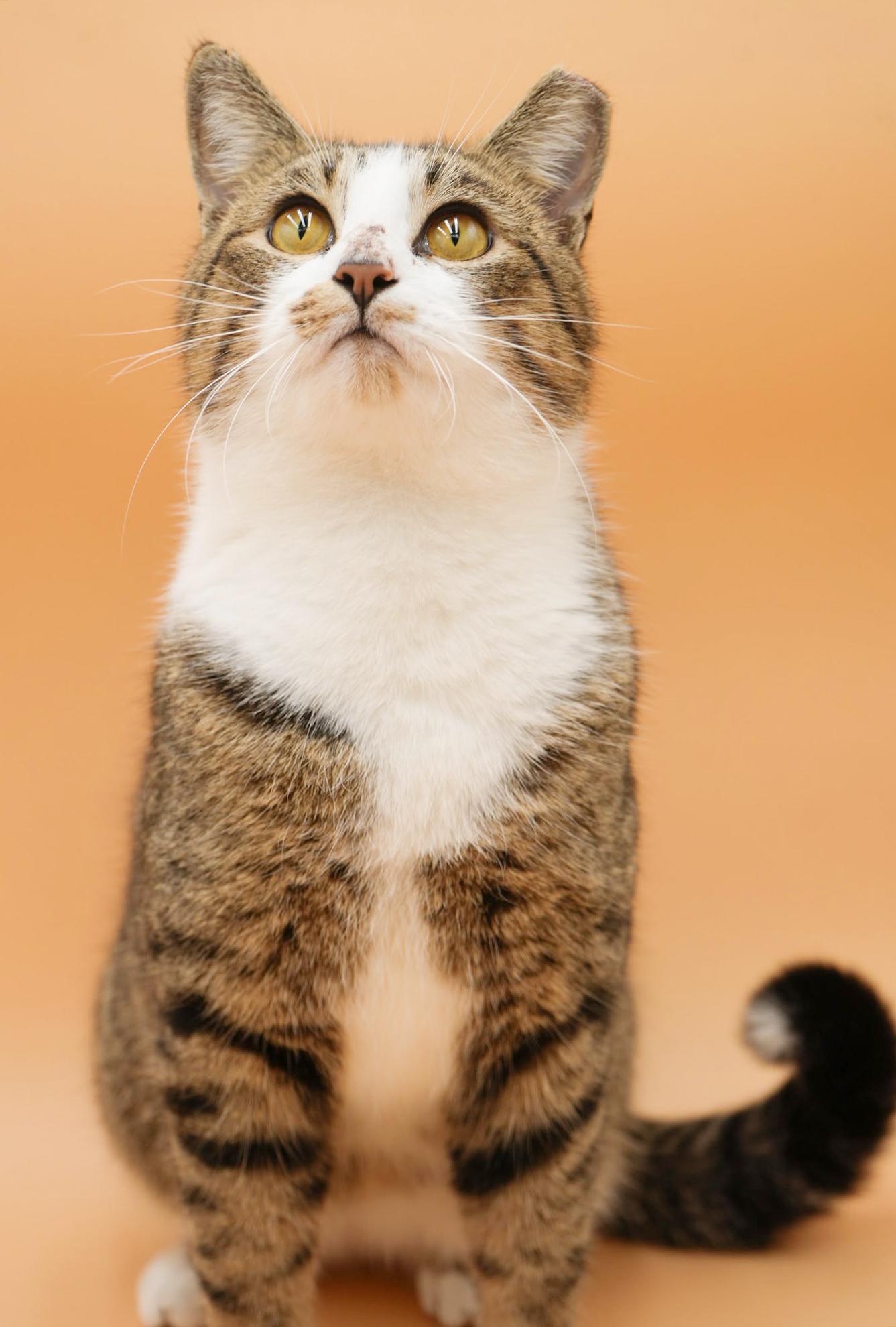 Enlarge Lennox!  What is not to love?!  Ultimate therapy lover!  ADORES DOGS - videos!!, a ADOPTABLE mixed breed in Bedford Hills, NY image 5/6