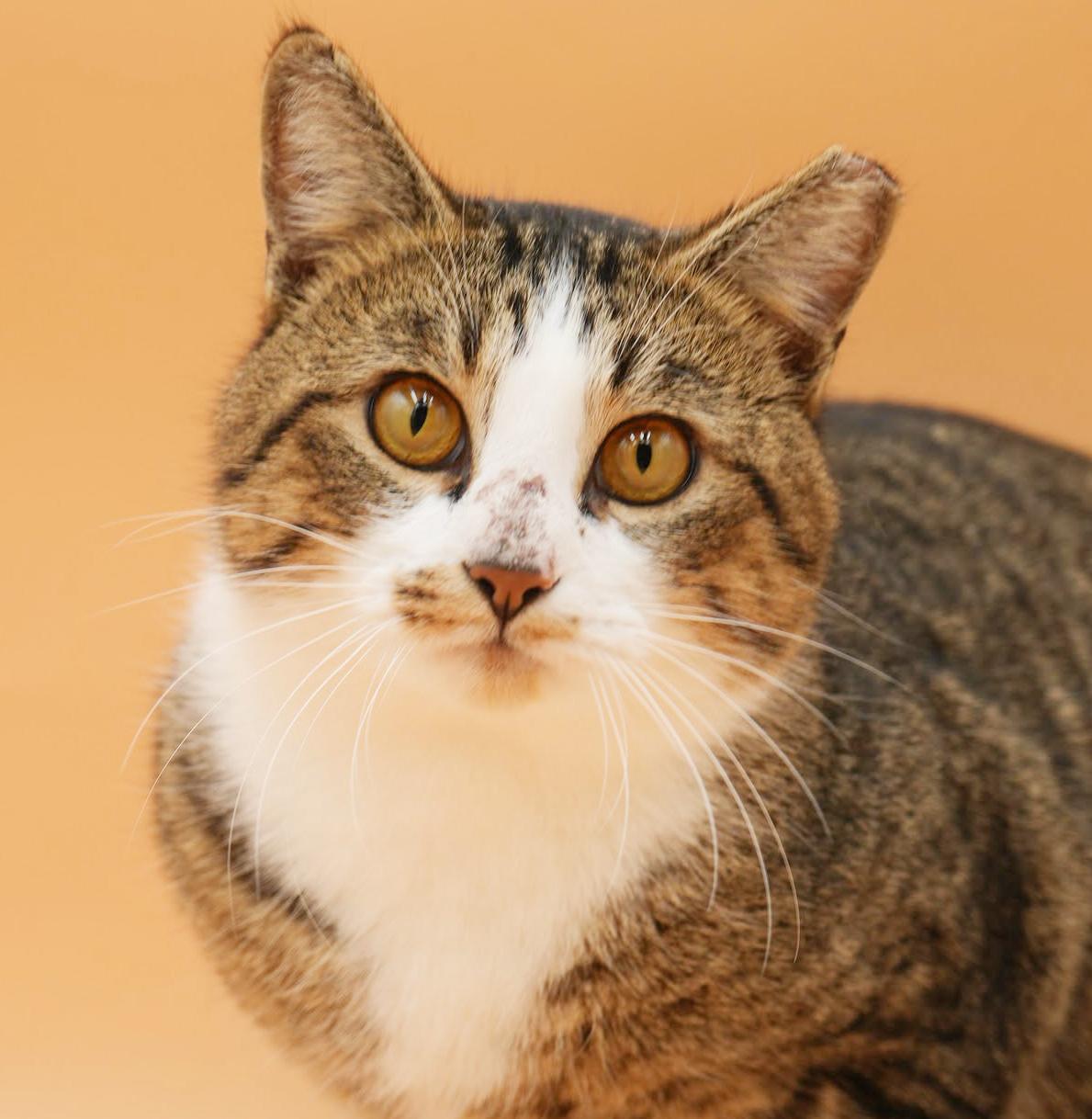 Lennox!  What is not to love?!  Ultimate therapy lover!  ADORES DOGS - videos!!, ADOPTABLE, Young Male Bengal & Turkish Van.