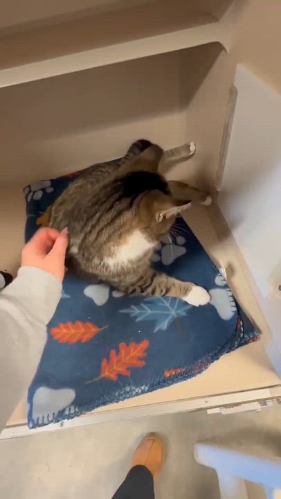 Enlarge Lennox!  What is not to love?!  Ultimate therapy lover!  ADORES DOGS - videos!!, a ADOPTABLE mixed breed in Bedford Hills, NY video 2/6