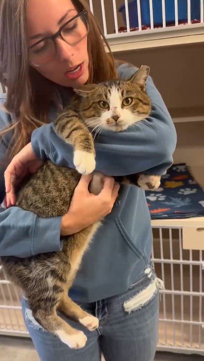 Enlarge Lennox!  What is not to love?!  Ultimate therapy lover!  ADORES DOGS - videos!!, a ADOPTABLE mixed breed in Bedford Hills, NY video 3/6