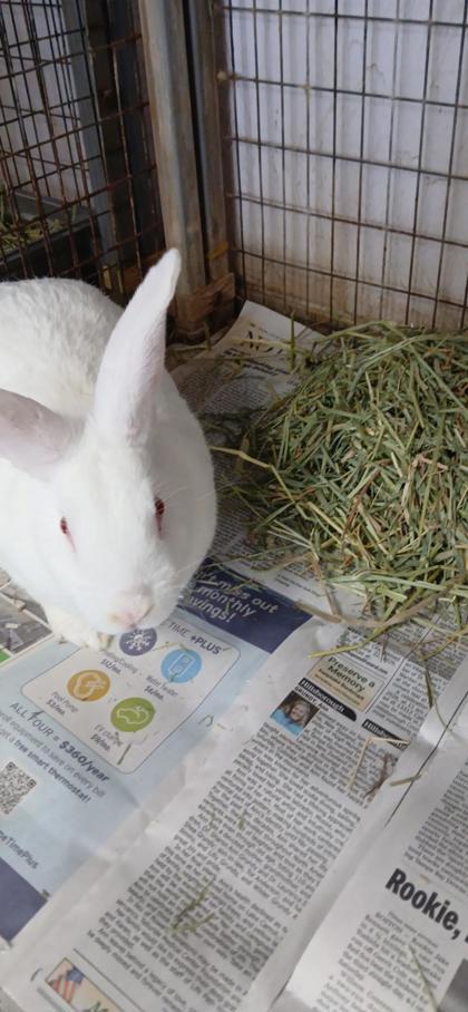 Enlarge Peter Cottontail, a Adoptable mixed breed in Largo, FL image 1/1