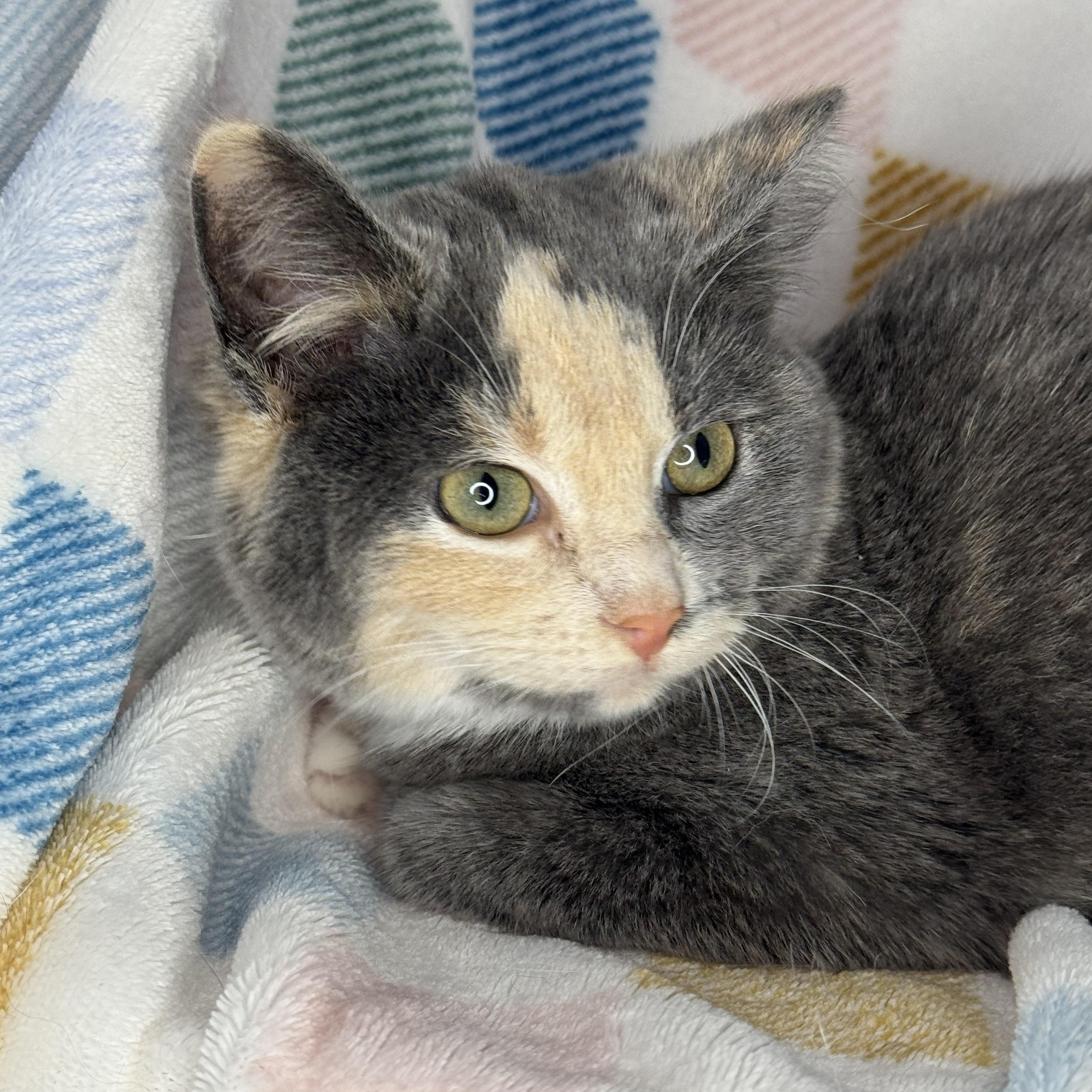 Enlarge Stripe, a ADOPTABLE Dilute Tortoiseshell in Mount Vernon, IL image 3/6