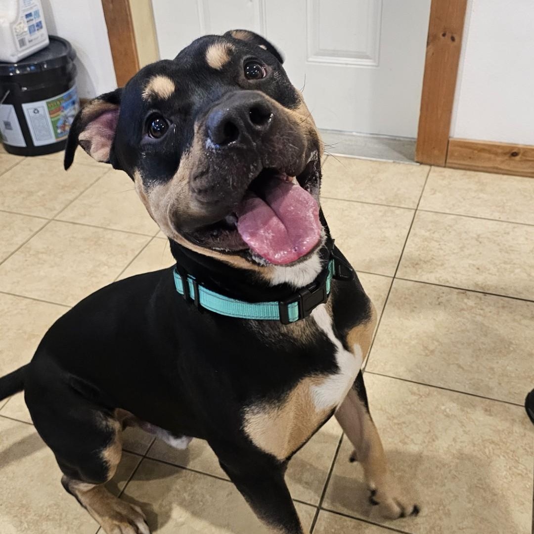 Enlarge Milo , a ADOPTABLE mixed breed in Sparta, WI image 4/4