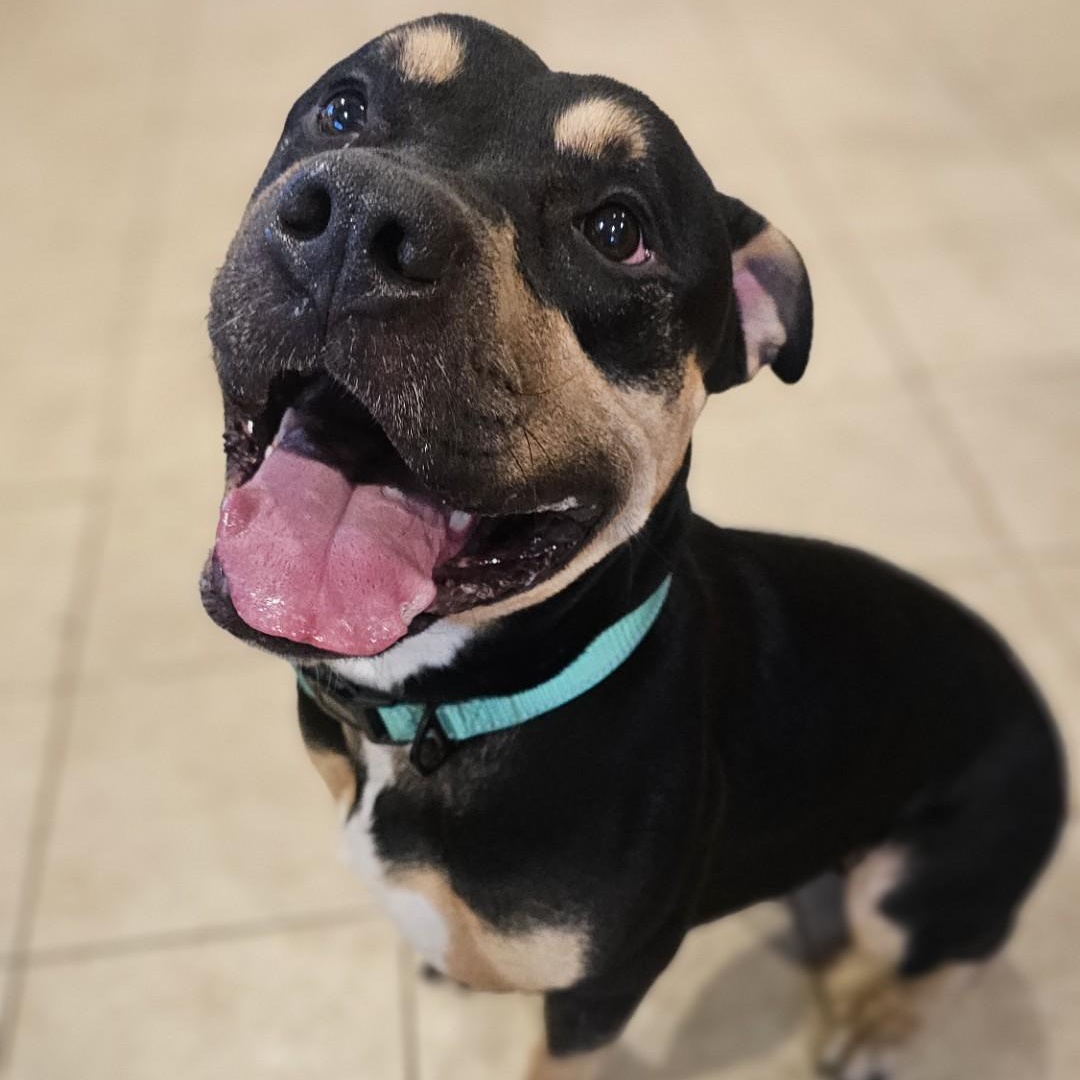 Enlarge Milo , a ADOPTABLE mixed breed in Sparta, WI image 1/4