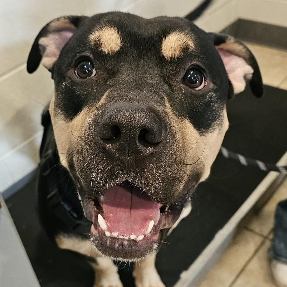 Enlarge Milo , a ADOPTABLE mixed breed in Sparta, WI image 2/4