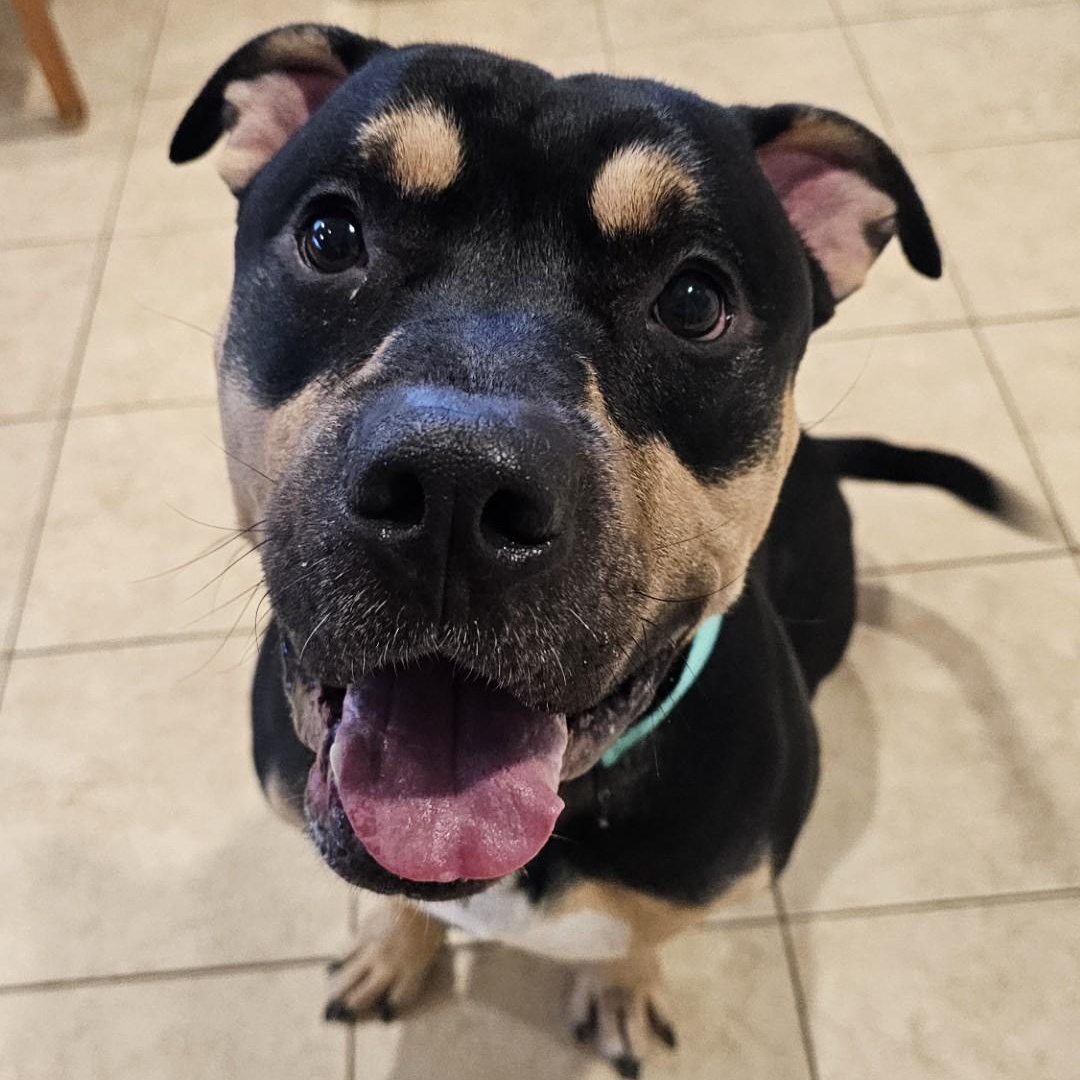 Enlarge Milo , a ADOPTABLE mixed breed in Sparta, WI image 3/4