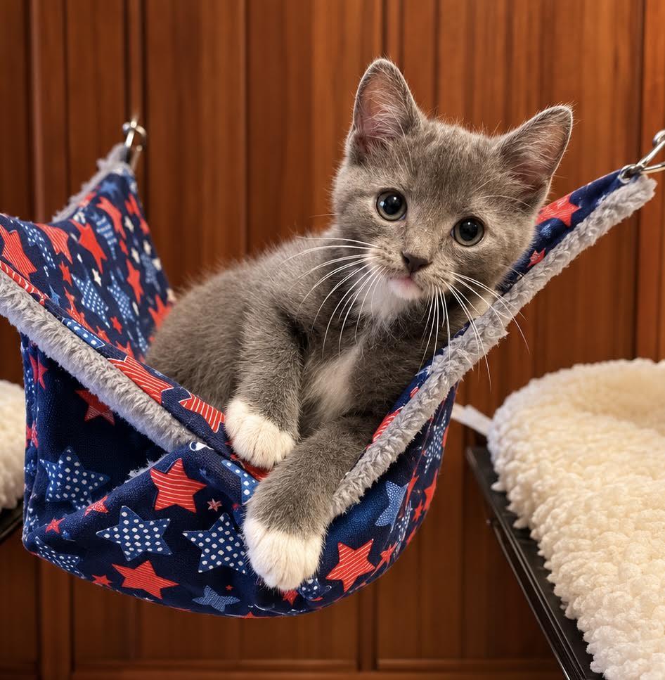 Enlarge Candace, an adopted Domestic Short Hair in Long Beach, NY image 2/4